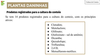 PLANTAS DANINHAS
Cultura do Centeio
● Cletodim;
● Metolacloro;
● Glifosato;
● Glufosinato - sal de amônio;
● Dicamba;
● Quizalofope;
● Trifluralina;
● 2,4 D;
● Metsulfurom-metílico.
Produtos registrados para a cultura do centeio
Se tem 14 produtos registrados para a cultura do centeio, com os princípios
ativos:
 