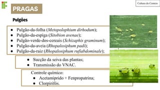 PRAGAS
Cultura do Centeio
● Pulgão-da-folha (Metopolophium dirhodum);
● Pulgão-da-espiga (Sitobion avenae);
● Pulgão-verde-dos-cereais (Schizaphis graminum);
● Pulgão-da-aveia (Rhopalosiphum padi);
● Pulgão-da-raiz (Rhopalosiphum rufiabdominale);
Pulgões
● Sucção da seiva das plantas;
● Transmissão do VNAC.
Controle químico:
● Acetamiprido + Fenpropatrina;
● Clorpirifós.
 