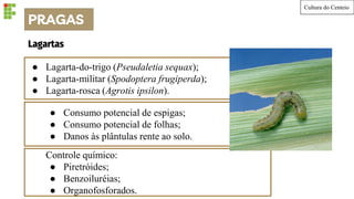 Cultura do Centeio
● Lagarta-do-trigo (Pseudaletia sequax);
● Lagarta-militar (Spodoptera frugiperda);
● Lagarta-rosca (Agrotis ipsilon).
Lagartas
● Consumo potencial de espigas;
● Consumo potencial de folhas;
● Danos às plântulas rente ao solo.
Controle químico:
● Piretróides;
● Benzoiluréias;
● Organofosforados.
PRAGAS
 