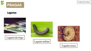 Cultura do Centeio
Lagartas
Lagarta-do-trigo
Lagarta-militar
Lagarta-rosca
PRAGAS
 