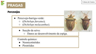 Cultura do Centeio
● Percevejo-barriga-verde:
○ (Dichelops furcatus);
○ (Dichelops melacanthus).
Percevejos
● Sucção da seiva:
○ Danos ao desenvolvimento da espiga.
Controle químico:
● Neonicotinóides
● Piretróides
PRAGAS
 