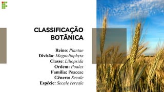 Reino: Plantae
Divisão: Magnoliophyta
Classe: Liliopsida
Ordem: Poales
Família: Poaceae
Gênero: Secale
Espécie: Secale cereale
CLASSIFICAÇÃO
BOTÂNICA
 