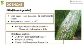 DOENÇAS
Cultura do Centeio
● Dias secos (não necessita de molhamento
foliar);
● Temperaturas entre 15 e 25°C.
Oídio (Blumeria graminis)
● Redução da atividade fotossintética:
○ Massa micelial recobre a folha.
Medidas de controle:
● Cultivares com maior rusticidade;
● Rotação de cultura;
● Uso de triazóis no controle químico.
 