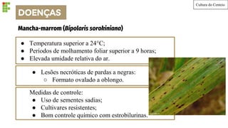 Cultura do Centeio
● Temperatura superior a 24°C;
● Períodos de molhamento foliar superior a 9 horas;
● Elevada umidade relativa do ar.
Mancha-marrom (Bipolaris sorokiniana)
● Lesões necróticas de pardas a negras:
○ Formato ovalado a oblongo.
Medidas de controle:
● Uso de sementes sadias;
● Cultivares resistentes;
● Bom controle químico com estrobilurinas.
DOENÇAS
 