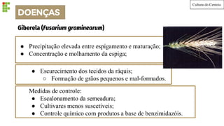 Cultura do Centeio
● Precipitação elevada entre espigamento e maturação;
● Concentração e molhamento da espiga;
Giberela (Fusarium graminearum)
● Escurecimento dos tecidos da ráquis;
○ Formação de grãos pequenos e mal-formados.
Medidas de controle:
● Escalonamento da semeadura;
● Cultivares menos suscetíveis;
● Controle químico com produtos a base de benzimidazóis.
DOENÇAS
 