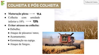 COLHEITA E PÓS COLHEITA
● Maturação plena
● Colheita com umidade
inferior a 18% 13%
● Evitar atrasos na colheita:
● Debulha;
● Ataque de pássaros/ ratos;
● Acamamento;
● Germinação na espiga.
● Ataque de fungos.
Cultura do Centeio
11.4
 