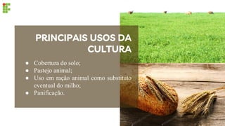 ● Cobertura do solo;
● Pastejo animal;
● Uso em ração animal como substituto
eventual do milho;
● Panificação.
PRINCIPAIS USOS DA
CULTURA
 