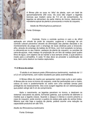 A fêmea põe os ovos no 'olho' da planta, com um total de
aproximadamente 250 ovos. Os ovos dão origem a lagartas
brancas que medem cerca de 7,5 cm de comprimento. As
lagartas se alimentam da parte interna do tronco, destruindo o
meristema apical da planta e provocando a morte do coqueiro.
Adulto de Rhinchophorus palmarum
Fonte: Embrapa
Controle: Como o controle químico é caro e de difícil
aplicação em virtude do porte do coqueiro, sugere-se o emprego de um
controle cultural preventivo através da eliminação das plantas atacadas e do
monitoramento da praga com o emprego de iscas atrativas para a broca-do-
olho, através do emprego de baldes de 20 litros, com funil acoplado na tampa,
e colocando-se no seu interior, pedaços da planta de coqueiro, ou porções de
cana-de-açúcar, mais melaço na proporção de um litro de melaço para quatro
litros de água, com objetivo de se manter a isca sempre úmida, a qual atrairá o
inseto para a armadilha. A cada 15 dias deve se proceder a substituição da
isca, bem como destruir os insetos capturados.
11.2 Broca-do-estipe
O adulto é um besouro preto (Rhinostomus barbirostris), medindo de 1,1
a 5,3 cm comprimento, com rostro recoberto por pelos avermelhados.
A fêmea difere do macho por apresentar rostro mais curto e sem pelos.
A fêmea põe os ovos no tronco do coqueiro, onde faz perfurações com o rostro,
coloca os ovos e posteriormente os cobre com uma camada cerosa para
protegê-los do ressecamento. Dos ovos surgem lagartas de cor esbranquiçada
que podem atingir até 5 cm de comprimento.
Após o nascimento, as lagartas penetram no tronco, e destroem os
sistemas vasculares da planta, formando galerias, que aumenta de diâmetro a
medida que a lagarta cresce. Quando o ataque é intenso e ocorre próximo a
copa do coqueiro, pode ocorrer a quebra do estipe pela ação de ventos fortes.
Mesmo que não haja a quebra da planta, poderá ocorrer uma redução na
capacidade produtiva em até 75%.
Adulto de Rhinostomus barbirostris
Fonte: Embrapa
 