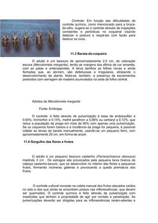 Controle: Em função das dificuldades de
controle químico, como mencionado para a broca-
do-olho, sugere-se o controle através de inspeções
constantes e periódicas no coqueiral visando
detectar a postura e raspá-las com facão para
destruir os ovos.
11.3 Barata-do-coqueiro
O adulto é um besouro de aproximadamente 2,5 cm, de coloração
escura (Mecistomela margarita), tendo as margens dos élitros de cor amarela,
com as patas e antenaspretas. A larva danifica as folhas novas e ainda
fechadas que, ao abrirem, são defeituosas e irregulares, atrasando o
desenvolvimento da planta. Nota-se, também, a presença de excrementos
parecidos com serragem de madeira acumulados na axila da folha central.
Adultos de Mecistomela margarita
Fonte: Embrapa
O controle: é feito através de pulverização à base de endossulfan a
0,05%, trichiorfon a 0,15%, methil parathion a 0,06% ou carbaryl a 0,12%, que
reduz a população da praga em mais de 90% com apenas uma pulverização.
Se os coqueiros forem baixos e a incidência da praga for pequena, é possível
coletar as larvas da barata manualmente, usando-se um pequeno ferro, com
aproximadamente 20 cm, em forma de anzol.
11.4 Gorgulho das flores e frutos
O adulto é um pequeno besouro castanho (Parísoschoenus obesuius)
medindo 3 cm . Os estragos são provocados pela pequena larva branca de
cabeça castanho-escuro, que se desenvolve no interior das flores e pequenos
frutos, formando inúmeras galerias e provocando a queda prematura dos
frutos.
O controle cultural consiste na coleta manual dos frutos atacados caídos
no solo e dos que ainda se encontram presos nas inflorescências, que devem
ser queimados. O controle químico é feito através de pulverização com
inseticidas que tenham a propriedade de agir por contato e penetração. As
pulverizações deverão ser dirigidas para as inflorescências recém-abertas e
 
