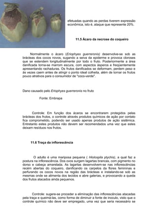 efetuadas quando as perdas tiverem expressão
econômica, isto é, ataque que represente 20%.
11.5 Ácaro da necrose do coqueiro
Normalmente o ácaro (Eriophyes guerreronis) desenvolve-se sob as
brácteas dos cocos novos, sugando a seiva da epiderme e provoca cloroses
que se estendem longitudinalmente por todo o fruto. Posteriormente a área
danificada torna-se marrom escura, com aspectos ásperos e freqüentemente
apresentando rachaduras. Os frutos danificados se deformam, perdem peso e
às vezes caem antes de atingir o ponto ideal colheita, além de tornar os frutos
pouco atrativos para o consumidor de "coco-verde".
Dano causado pelo Eriophyes guerreronis no fruto
Fonte: Embrapa
Controle: Em função dos ácaros se encontrarem protegidos pelas
brácteas dos frutos, o controle através produtos químicos de ação por contato
fica comprometido, podendo ser usado apenas produtos de ação sistêmica.
Entretanto estes produtos não devem ser recomendados uma vez que estes
deixam resíduos nos frutos.
11.6 Traça da inflorescência
O adulto é uma mariposa pequena ( Hiolospila ptychis), a qual faz a
postura na inflorescência. Dos ovos surgem lagartas brancas, com pigmento no
dorso e cabeça amarelada. As lagartas desenvolvem-se nas inflorescências
recém abertas do coqueiro, danificando os carpelos da flores femininas e
perfurando os cocos novos na região das brácteas e instalando-se sob as
mesmas onde se alimenta dos tecidos e abre galerias, e provocando a queda
dos frutos atacados ainda pequenos.
Controle: sugere-se proceder a eliminação das inflorescências atacadas
pela traça e queimá-las, como forma de diminuir a fonte de inoculo, visto que o
controle químico não deve ser empregado, uma vez que seria necessário se
 