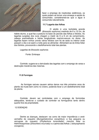 fazer o emprego de inseticidas sistêmicos, os
quais podem se tornar uma ameaça a saúde do
consumidor, considerando-se que a água é
consumida naturalmente.
11.7 Lagarta das folhas
O adulto é uma borboleta grande
(Brassolis sophoroe) medindo de 6 a 10 cm, de
hábito diurno, a qual faz a postura na base do pecíolo das folhas e folíolos. As
lagartas surgidas dos ovos chegam a medir de 6 a 8 cm de comprimento,
cabeça avermelhada e listras longitudinais marrom-escura no dorso. As
lagartas fazem ninhos unindo vários folíolos com fio de seda no interior onde
passam o dia e só saem a noite para se alimentar. Alimentam-se do limbo foliar
dos folíolos, provocando o desfolhamento total das plantas.
Lagartas de Brassolis sophoroe.
Fonte: Embrapa
Controle: sugere-se a derrubada das lagartas com o emprego de varas e
destruição mecânica das mesmas.
11.8 Formigas
As formigas saúvas causam sérios danos nos três primeiros anos de
plantio da muda bem como no viveiro, podendo levar a um desfolhamento total
da planta.
Controle: devem ser controladas com o emprego de formicidas
adequados, tendo-se o cuidado de controlar os formigueiros tanto dentro
quanto fora da propriedade.
12 DOENÇAS
Dentre as doenças, destacam -se como de maior importância o anel-
vermelho do coqueiro (Bursaphelenchus cocophilus); a lixa pequena ou
verrugose do coqueiro (Phyllachora torrendiella); mancha foliar ou
Helmintosporiose (Dreschlera incurvata) e a qeima-das-folhas ( botryosphaeria
cocogena).
 