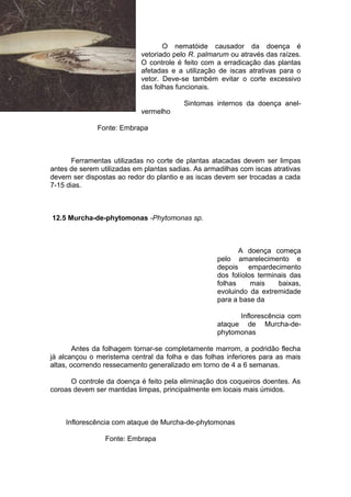 O nematóide causador da doença é
vetoriado pelo R. palmarum ou através das raízes.
O controle é feito com a erradicação das plantas
afetadas e a utilização de iscas atrativas para o
vetor. Deve-se também evitar o corte excessivo
das folhas funcionais.
Sintomas internos da doença anel-
vermelho
Fonte: Embrapa
Ferramentas utilizadas no corte de plantas atacadas devem ser limpas
antes de serem utilizadas em plantas sadias. As armadilhas com iscas atrativas
devem ser dispostas ao redor do plantio e as iscas devem ser trocadas a cada
7-15 dias.
12.5 Murcha-de-phytomonas -Phytomonas sp.
A doença começa
pelo amarelecimento e
depois empardecimento
dos folíolos terminais das
folhas mais baixas,
evoluindo da extremidade
para a base da
Inflorescência com
ataque de Murcha-de-
phytomonas
Antes da folhagem tornar-se completamente marrom, a podridão flecha
já alcançou o meristema central da folha e das folhas inferiores para as mais
altas, ocorrendo ressecamento generalizado em torno de 4 a 6 semanas.
O controle da doença é feito pela eliminação dos coqueiros doentes. As
coroas devem ser mantidas limpas, principalmente em locais mais úmidos.
Inflorescência com ataque de Murcha-de-phytomonas
Fonte: Embrapa
 