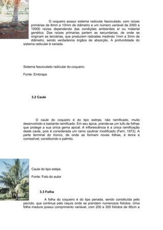 O coqueiro possui sistema radicular fasciculado, com raízes
primárias de 8mm a 10mm de diâmetro e um número variável de 2000 a
10000 raízes dependendo das condições ambientais e/ ou material
genético. Das raízes primarias partem as secundarias, de onde se
originam as terciárias, que produzem radicelas medindo 1mm a 3mm de
diâmetro, sendo verdadeiros órgãos de absorção. A profundidade do
sistema radicular é variada.
Sistema fasciculado radicular do coqueiro.
Fonte: Embrapa
3.2 Caule
O caule do coqueiro é do tipo estirpe, não ramificado, muito
desenvolvido e bastante ramificado. Em seu ápice, prende-se um tufo de folhas
que protege a sua única gema apical. A inflorescência é a única ramificação
deste caule, pois é considerada um ramo caulinar modificado (Ferri, 1973). A
parte terminal do tronco, de onde se formam novas folhas, é tenra e
comestível, constituindo o palmito.
Caule do tipo estipe.
Fonte: Foto do autor
3.3 Folha
A folha do coqueiro é do tipo penada, sendo constituída pelo
pecíolo, que continua pelo raquis onde se prendem numerosos folíolos. Uma
folha madura possui comprimento variável, com 200 a 300 folíolos de 90cm a
 