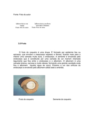 Fonte: Foto do autor
3.5 Fruto
O fruto do coqueiro é uma drupa. É formado por epiderme lisa ou
epicarpo, que envolve o mesocarpo espesso e fibroso, ficando mais para o
interior uma camada muito dura, o endocarpo. A semente é envolvida pelo
endocarpo que é constituído por uma camada de cor marrom chamada
tegumento que fica entre o endocarpo e o albúmem. O albúmem é uma
camada branca, carnosa e muito oleosa, formando uma grande cavidade onde
fica o albúmem líquido( água de coco). Próximo a um dos orifícios do
endocarpo e envolvido pelo albúmem sólido está o embrião.
Fruto do coqueiro Semente do coqueiro
 