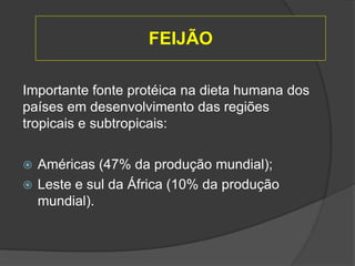 Importante fonte protéica na dieta humana dos
países em desenvolvimento das regiões
tropicais e subtropicais:
 Américas (47% da produção mundial);
 Leste e sul da África (10% da produção
mundial).
FEIJÃO
 