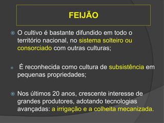  O cultivo é bastante difundido em todo o
território nacional, no sistema solteiro ou
consorciado com outras culturas;
 É reconhecida como cultura de subsistência em
pequenas propriedades;
 Nos últimos 20 anos, crescente interesse de
grandes produtores, adotando tecnologias
avançadas: a irrigação e a colheita mecanizada.
FEIJÃO
 