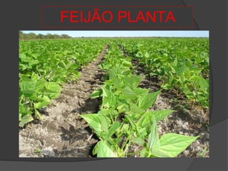 FEIJÃO PLANTA
 