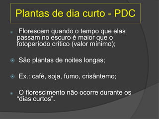 Plantas de dia curto - PDC
 Florescem quando o tempo que elas
passam no escuro é maior que o
fotoperíodo crítico (valor mínimo);
 São plantas de noites longas;
 Ex.: café, soja, fumo, crisântemo;
 O florescimento não ocorre durante os
“dias curtos”.
 