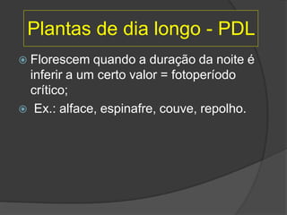 Plantas de dia longo - PDL
 Florescem quando a duração da noite é
inferir a um certo valor = fotoperíodo
crítico;
 Ex.: alface, espinafre, couve, repolho.
 