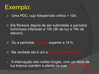Exemplo:
 Uma PDC, cujo fotoperíodo crítico = 10h;
 Ela floresce depois de ser submetida a períodos
luminosos inferiores a 10h (8h de luz e 16h de
escuro);
 Ou a períodos escuros superior a 14 h;
 Na verdade ela é um a planta de noite longa;
 A interrupção das noites longas, com um feixe de
luz branca mantém a planta na sua fase vegetativa.
 