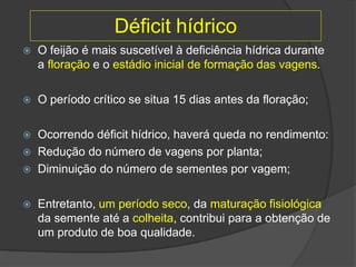 Déficit hídrico
 O feijão é mais suscetível à deficiência hídrica durante
a floração e o estádio inicial de formação das vagens.
 O período crítico se situa 15 dias antes da floração;
 Ocorrendo déficit hídrico, haverá queda no rendimento:
 Redução do número de vagens por planta;
 Diminuição do número de sementes por vagem;
 Entretanto, um período seco, da maturação fisiológica
da semente até a colheita, contribui para a obtenção de
um produto de boa qualidade.
 