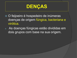 DENÇAS
 O feijoeiro é hospedeiro de inúmeras
doenças de origem fúngica, bacteriana e
virótica.
 As doenças fúngicas estão divididas em
dois grupos com base na sua origem.
 