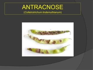 ANTRACNOSE
(Colletrotrichum lindemuthianum)
 