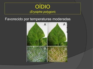 OÍDIO
(Erysiphe polygoni)
Favorecido por temperaturas moderadas
 