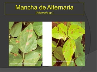 Mancha de Alternaria
(Alternaria sp.)
 