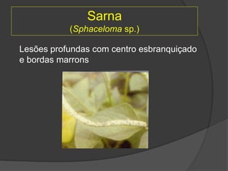 Sarna
(Sphaceloma sp.)
Lesões profundas com centro esbranquiçado
e bordas marrons
 