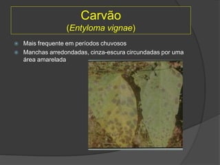 Carvão
(Entyloma vignae)
 Mais frequente em períodos chuvosos
 Manchas arredondadas, cinza-escura circundadas por uma
área amarelada
 