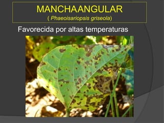 MANCHAANGULAR
( Phaeoisariopsis griseola)
Favorecida por altas temperaturas
 