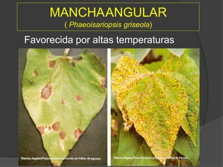 MANCHAANGULAR
( Phaeoisariopsis griseola)
Favorecida por altas temperaturas
 