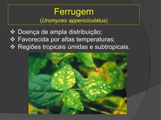 Ferrugem
(Uromyces appenciculatus)
 Doença de ampla distribuição;
 Favorecida por altas temperaturas;
 Regiões tropicais úmidas e subtropicais.
 