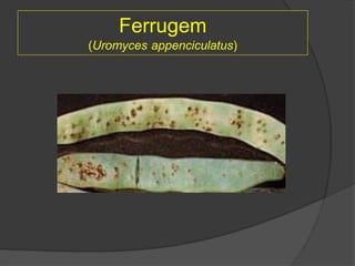 Ferrugem
(Uromyces appenciculatus)
 