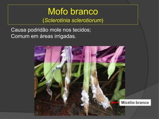 Mofo branco
(Sclerotinia sclerotiorum)
Causa podridão mole nos tecidos;
Comum em áreas irrigadas.
Micélio branco
 