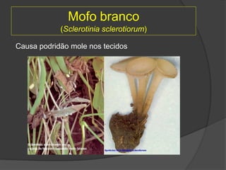 Mofo branco
(Sclerotinia sclerotiorum)
Causa podridão mole nos tecidos
 