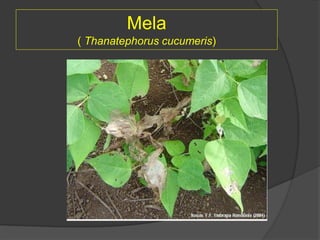 Mela
( Thanatephorus cucumeris)
 