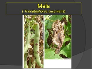 Mela
( Thanatephorus cucumeris)
 