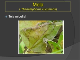  Teia micelial
Mela
( Thanatephorus cucumeris)
 