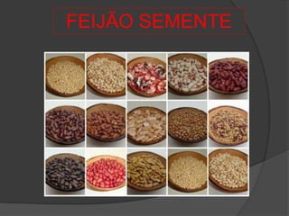 FEIJÃO SEMENTE
 