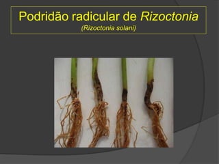 Podridão radicular de Rizoctonia
(Rizoctonia solani)
 