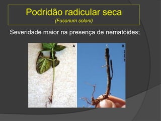 Podridão radicular seca
(Fusarium solani)
Severidade maior na presença de nematóides;
 