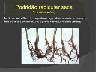 Podridão radicular seca
(Fusarium solani)
Senão ocorrer déficit hídrico podem surgir raízes adventícias acima da
área lesionada permitindo que a planta sobreviva e ainda produza.
 