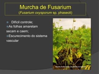 Murcha de Fusarium
(Fusarium oxysporum sp. phaseoli)
 Difícil controle;
As folhas amarelam
secam e caem;
Escurecimento do sistema
vascular
 