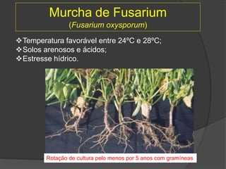 Murcha de Fusarium
(Fusarium oxysporum)
Temperatura favorável entre 24ºC e 28ºC;
Solos arenosos e ácidos;
Estresse hídrico.
Rotação de cultura pelo menos por 5 anos com gramíneas
 
