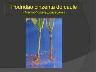 Podridão cinzenta do caule
(Macrophomina phaseolina)
 