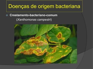 Doenças de origem bacteriana
 Crestamento-bacteriano-comum
(Xanthomonas campestri)
 