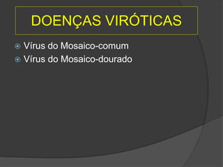 DOENÇAS VIRÓTICAS
 Vírus do Mosaico-comum
 Vírus do Mosaico-dourado
 