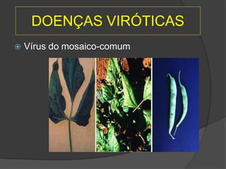DOENÇAS VIRÓTICAS
 Vírus do mosaico-comum
 